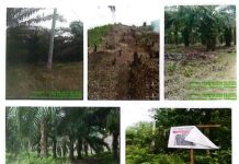 Warga Soroti Pembiaran, Aktivitas Ilegal Rusak Hutan TN Rawa Aopa Watumohai