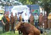 Presiden Prabowo Sumbang Sapi Kurban 1,2 Ton untuk Warga Konawe