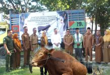 Presiden Prabowo Sumbang Sapi Kurban 1,2 Ton untuk Warga Konawe