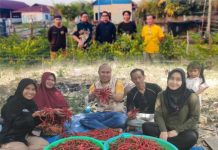 Dari Pekarangan ke Lahan Luas: ANTAM Sukses Wujudkan Mimpi Petani Cabai di Mowundo Konut