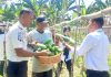 Merawat Harapan dari Balik Jeruji, Warga Binaan Rutan Unaaha Panen 60 Kg Timun