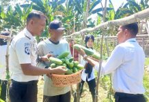 Merawat Harapan dari Balik Jeruji, Warga Binaan Rutan Unaaha Panen 60 Kg Timun